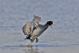 _MG_5431 American Coot.jpg