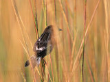 _MG_6905 Leucistic Seaside Sparrow.jpg