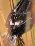 _MG_6905crop2 Leucistic Seaside Sparrow.jpg