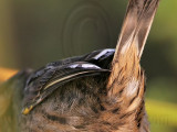 _MG_6954crop Leucistic Seaside Sparrow.jpg