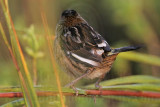 _MG_6957 Leucistic Seaside Sparrow.jpg