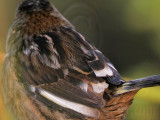 _MG_6957crop Leucistic Seaside Sparrow.jpg