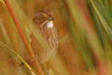 _MG_6970c Leucistic Seaside Sparrow.jpg