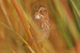 _MG_6971 Leucistic Seaside Sparrow.jpg