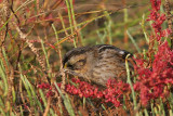 _MG_7109 Leucistic Seaside Sparrow.jpg