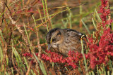_MG_7114 Leucistic Seaside Sparrow.jpg