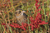 _MG_7116 Leucistic Seaside Sparrow.jpg