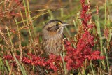 _MG_7117 Leucistic Seaside Sparrow.jpg