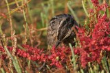 _MG_7120 Leucistic Seaside Sparrow.jpg