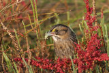 _MG_7121 Leucistic Seaside Sparrow.jpg