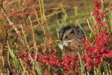 _MG_7122 Leucistic Seaside Sparrow.jpg