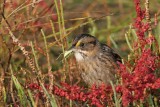 _MG_7125 Leucistic Seaside Sparrow.jpg