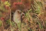 _MG_7134 Leucistic Seaside Sparrow.jpg