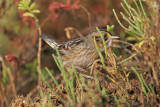 _MG_7135 Leucistic Seaside Sparrow.jpg
