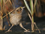 _MG_7158 Leucistic Seaside Sparrow.jpg