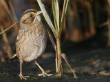 _MG_7160 Leucistic Seaside Sparrow.jpg