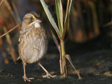 _MG_7162 Leucistic Seaside Sparrow.jpg