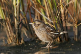 _MG_7166 Leucistic Seaside Sparrow.jpg