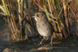 _MG_7171 Leucistic Seaside Sparrow.jpg