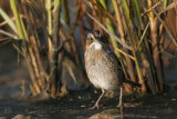 _MG_7174 Leucistic Seaside Sparrow.jpg