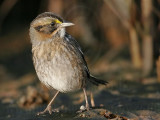 _MG_7201 Leucistic Seaside Sparrow.jpg