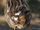 _MG_7213crop Leucistic Seaside Sparrow.jpg