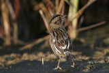 _MG_7222 Leucistic Seaside Sparrow.jpg