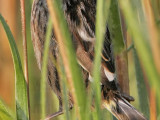 _MG_7230crop Leucistic Seaside Sparrow.jpg
