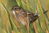 _MG_7246 Leucistic Seaside Sparrow.jpg