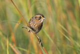 _MG_7263 Leucistic Seaside Sparrow.jpg
