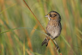 _MG_7266 Leucistic Seaside Sparrow.jpg
