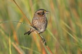 _MG_7272 Leucistic Seaside Sparrow.jpg