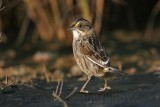 _MG_7278 Leucistic Seaside Sparrow.jpg