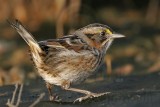 _MG_7283 Leucistic Seaside Sparrow.jpg