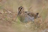 _MG_8321 Wilsons Snipe.jpg