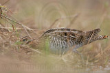 _MG_8327 Wilsons Snipe.jpg
