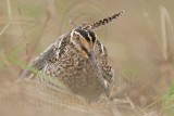 _MG_8541 Wilsons Snipe.jpg