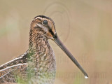 _MG_8581 Wilsons Snipe.jpg