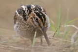 _MG_8647 Wilsons Snipe.jpg