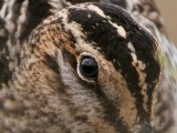 _MG_8647crop Wilsons Snipe.jpg