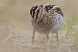 _MG_8650 Wilsons Snipe.jpg