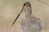 _MG_8712 Wilsons Snipe.jpg