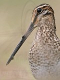 _MG_8712crop Wilsons Snipe.jpg