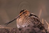 _MG_8803 Wilsons Snipe.jpg