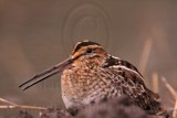 _MG_8806 Wilsons Snipe.jpg