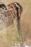 _MG_8861crop Wilsons Snipe.jpg