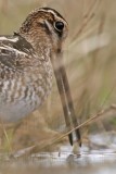 _MG_8898crop Wilsons Snipe.jpg