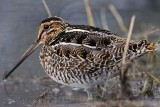 _MG_9057 Wilsons Snipe.jpg