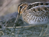 _MG_9244 Wilsons Snipe.jpg
