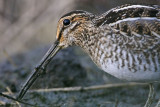 _MG_9255 Wilsons Snipe.jpg
